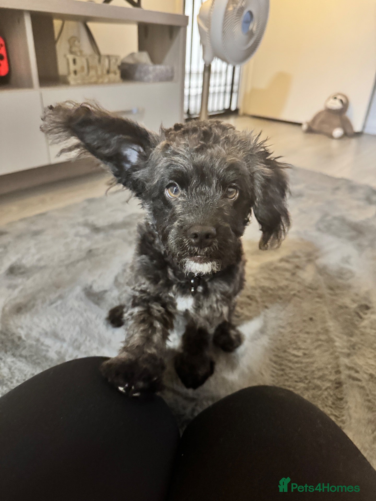 Mixed Breed dogs Toy poodle cross French bulldog female  - Advert 2
