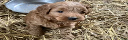 Sproodle dogs for sale: Beautiful Red & Apricot Sproodles - Advert 15