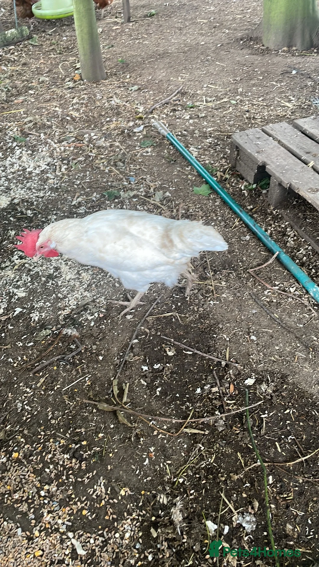 Chickens poultry for sale: 25 chickens 3 roosters  - Advert 6