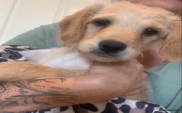 Double Doodle dogs for sale: Beautiful rare litter of Double Doodles - Image 27