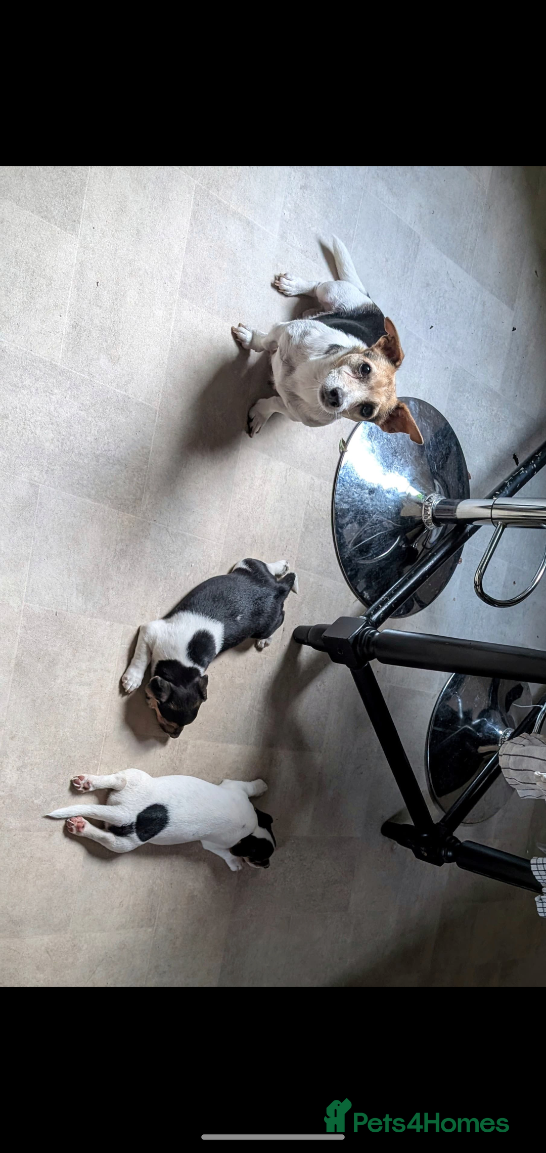 Jack Russell dogs for sale: Chunky Confident Terrier Pups for 5* Active Homes - Image 10