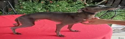 Italian Greyhound dogs for sale: Stunning Italian greyhounds - Advert 3