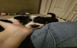 Border Collie dogs for sale: Border collie puppies  - Image 2