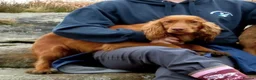 Sprocker dogs for sale: Stunning Sprocker Spaniel puppies  in Mansfield - Advert 18