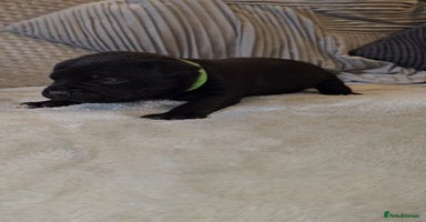 Staffordshire Bull Terrier dogs - Advert 2