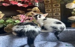 Mixed Breed cats for sale: Fluffy and short haired bundles of joy - Image 9