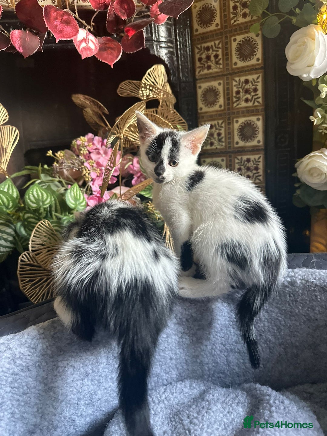 Mixed Breed cats for sale: Fluffy and short haired bundles of joy - Image 9