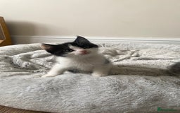 Mixed Breed cats for sale: Mixed breed ragdoll kittens  - Image 3