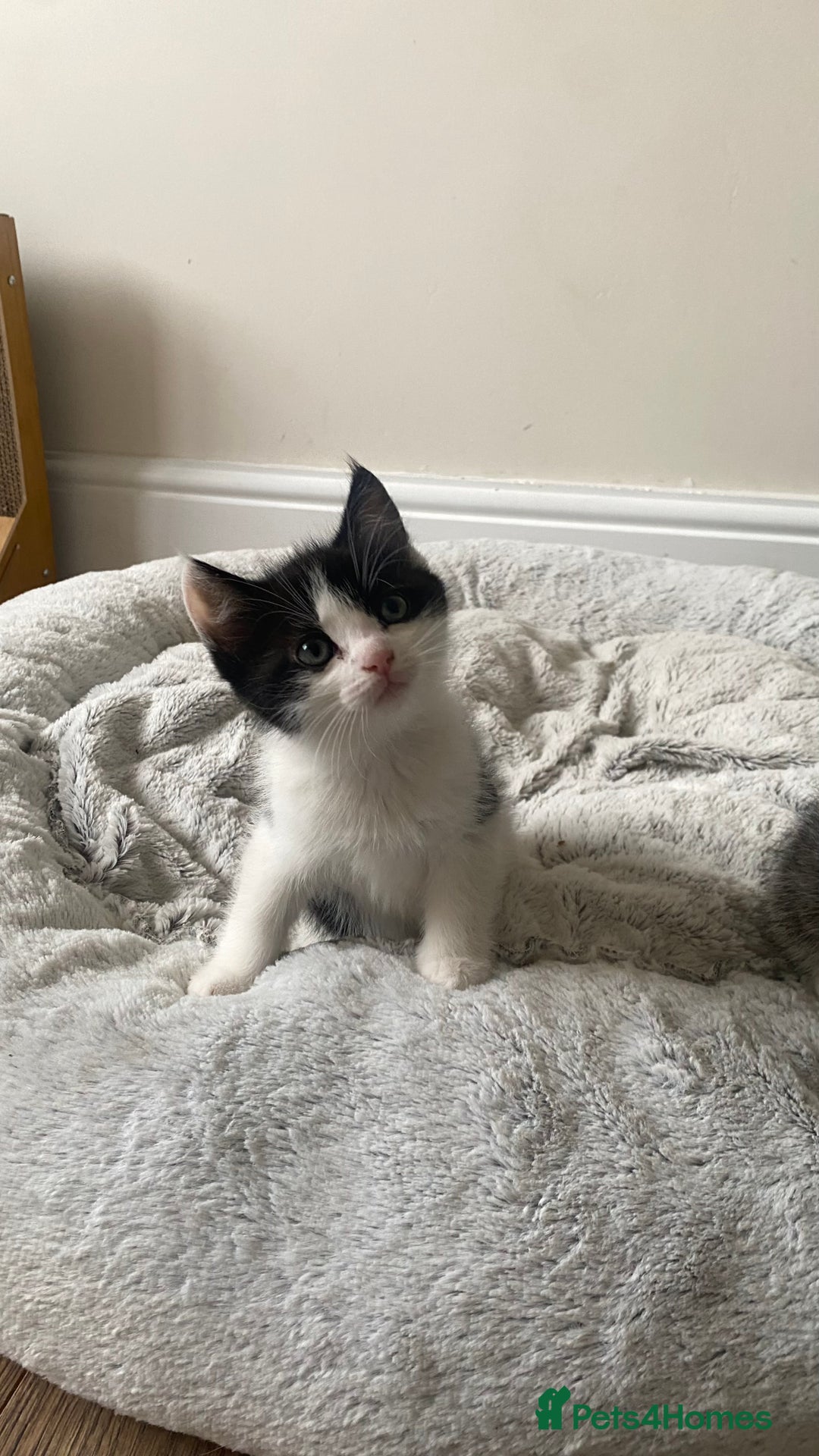Mixed Breed cats for sale: Mixed breed ragdoll kittens  - Image 3