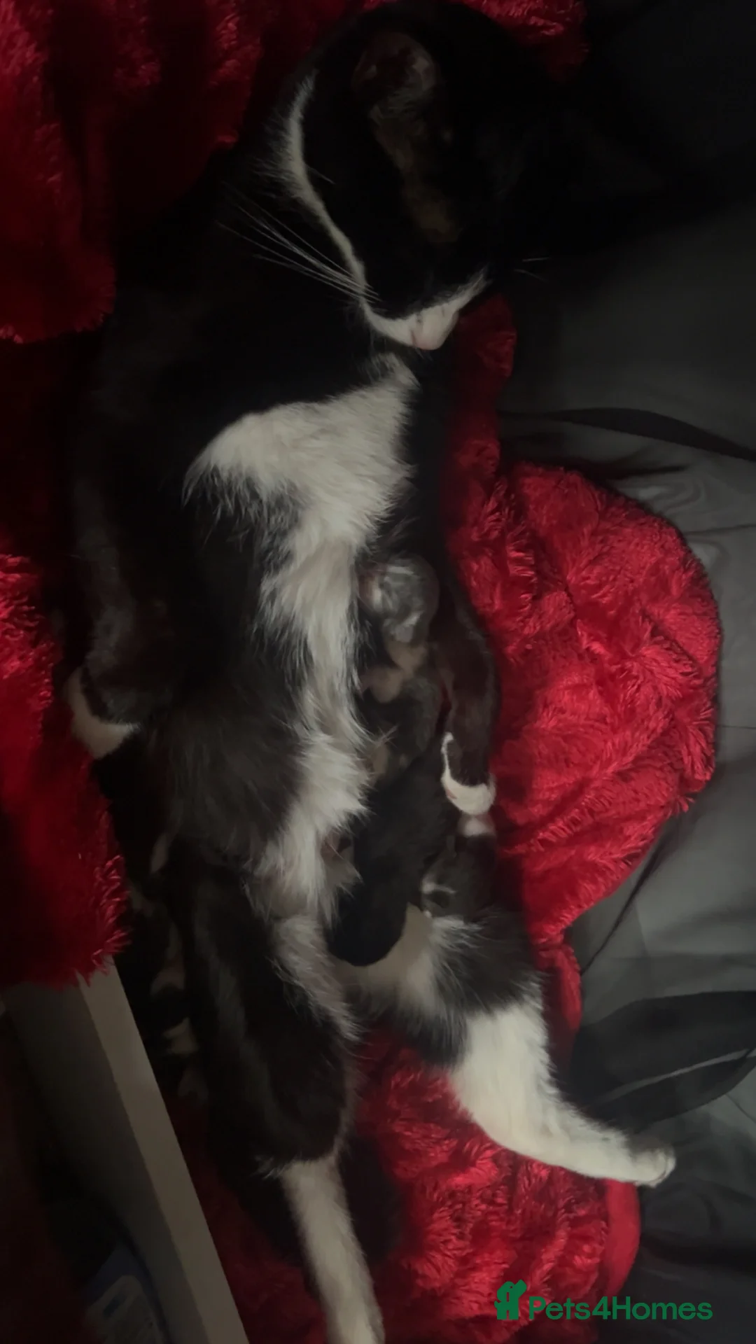 Mixed Breed cats for sale: Kittens in Mansfield - Advert 2