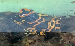 Frog reptiles for sale: Bumble bee dart frogs x3 - Image 3