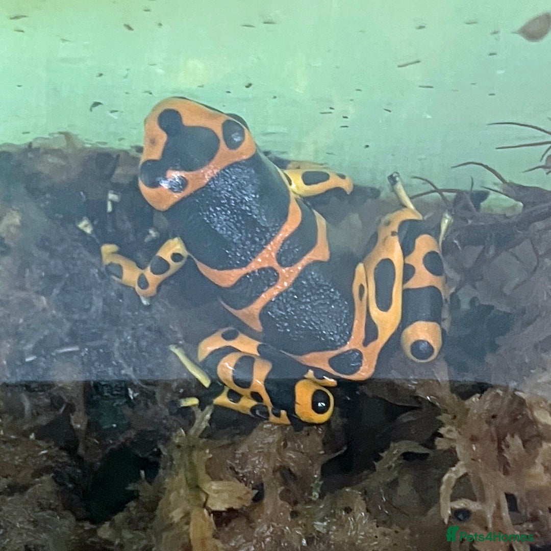 Frog reptiles for sale: Bumble bee dart frogs x3 - Image 3