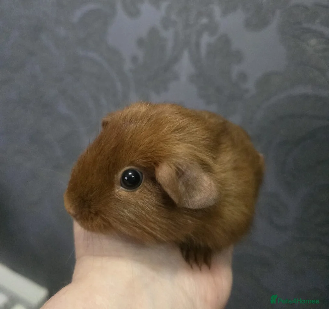 Guinea Pig rodents for sale: Assorted Pure breed baby Male guinea pigs - Advert 5