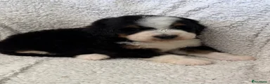 Bernedoodle 4