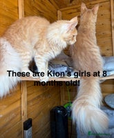 Maine Coon cats Active Maine Coon Stud for sale - Advert 1