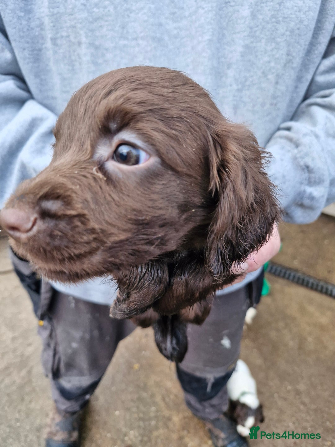 Sprocker dogs for sale: 9 lovely sprocker spaniel puppies for sale - Advert 6