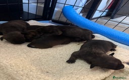 Mixed Breed dogs for sale: Beautiful Jack Russell x staffy for sale - Image 6