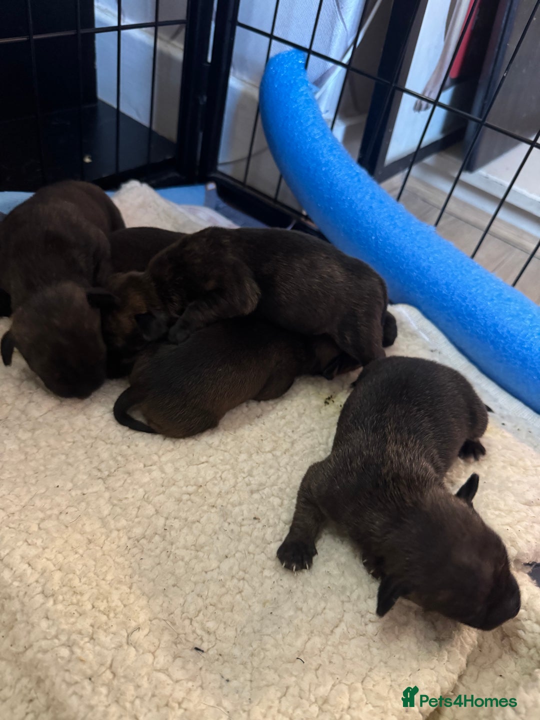 Mixed Breed dogs for sale: Beautiful Jack Russell x staffy for sale - Image 6