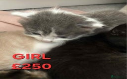 Mixed Breed cats for sale: Beautiful kittens looking for their forever homes - Image 4