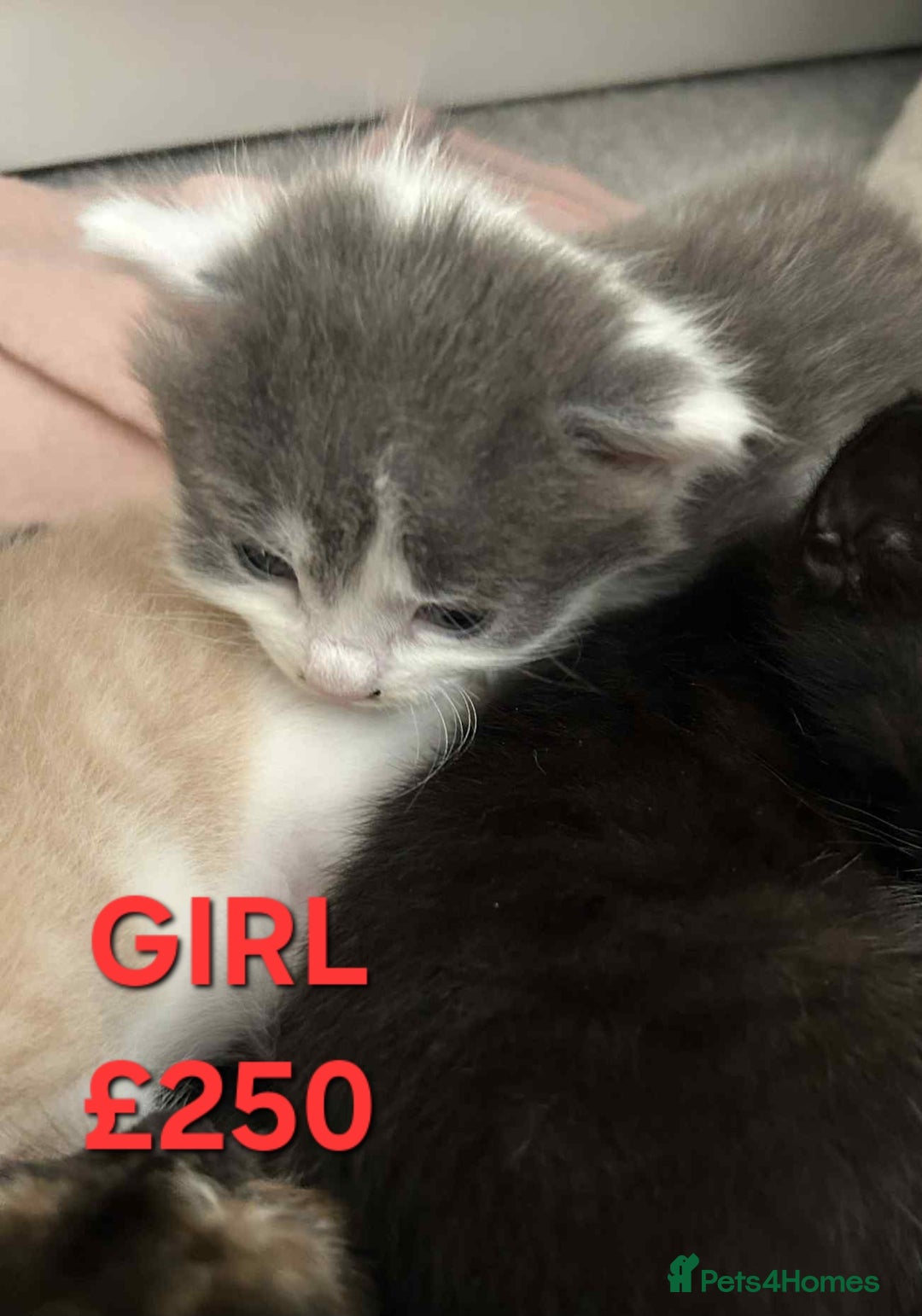 Mixed Breed cats for sale: Beautiful kittens looking for their forever homes - Image 4