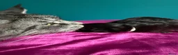Maine Coon cats for sale: Affectionate, Pedigree Maine Coon Kittens: - Advert 37