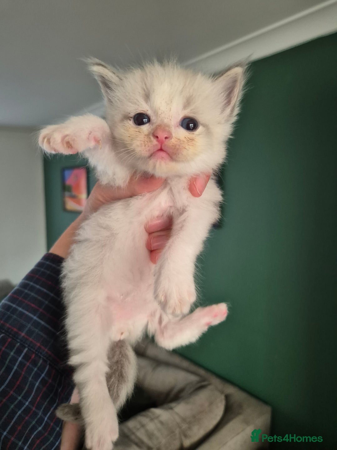 Ragdoll cats for sale: Ragdoll Kittens Gateshead - Image 10