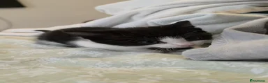 White and black male 
