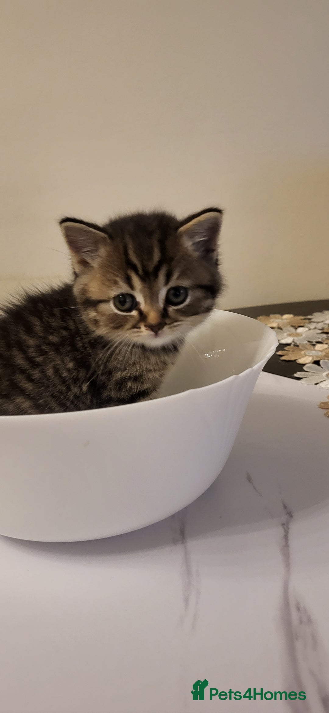 British Shorthair cats for sale: Four amazing boys - Advert 2