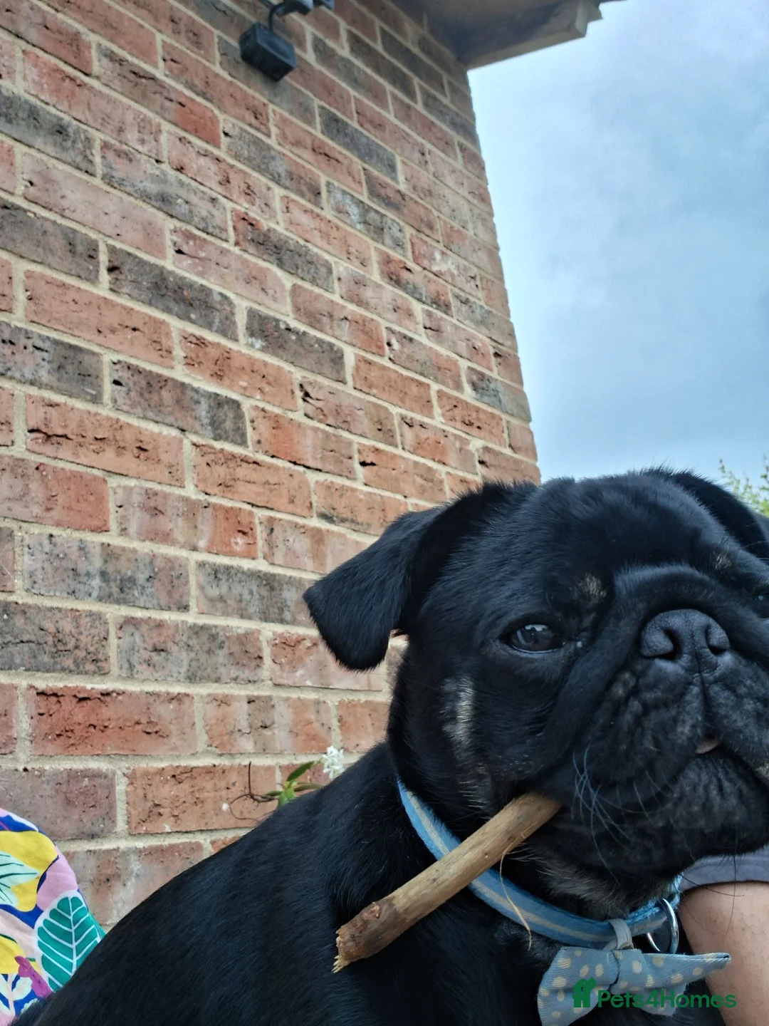 Pug dogs for sale: Male pug for sale in Grantham - Advert 3