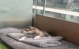 Shepsky dogs for sale: Mixed husky and German sheperd - Image 3