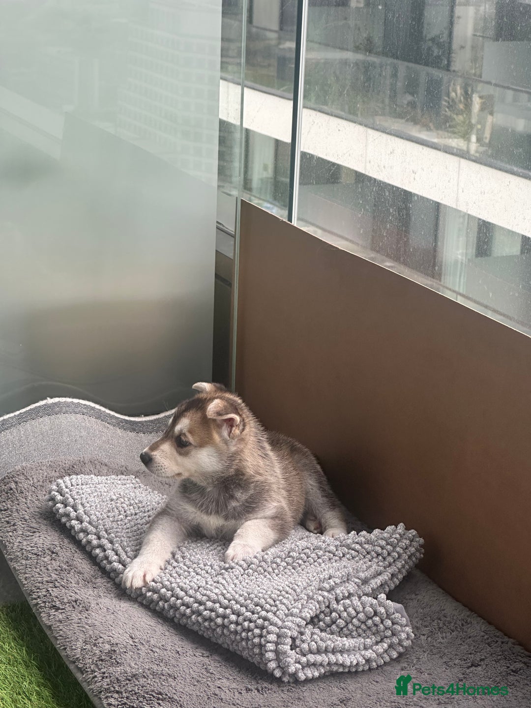 Shepsky dogs for sale: Mixed husky and German sheperd - Image 3