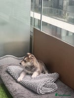 Shepsky dogs - Advert 4