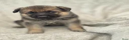 German Shepherd dogs for sale: German shepherd pups - Advert 15