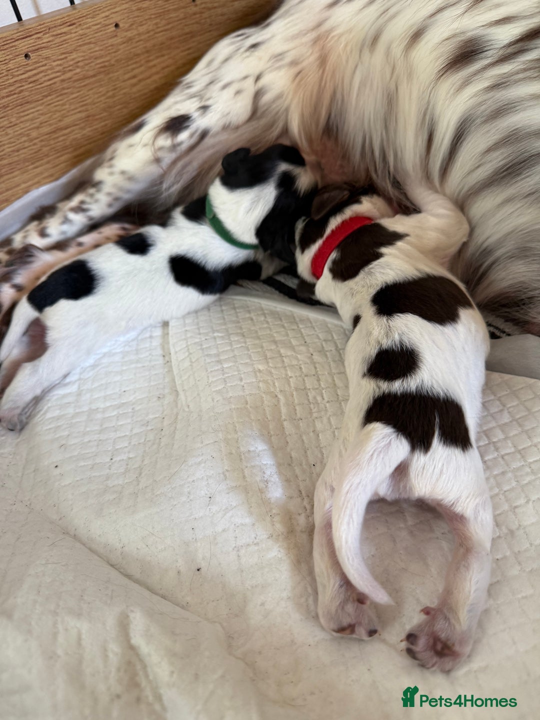 Sprocker dogs for sale: Sprocker puppies  - Advert 5