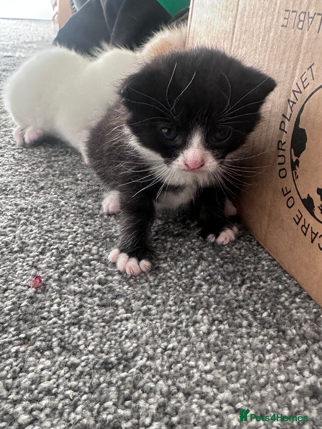 Mixed Breed cats for sale: Fluffy kittens  - Advert 6