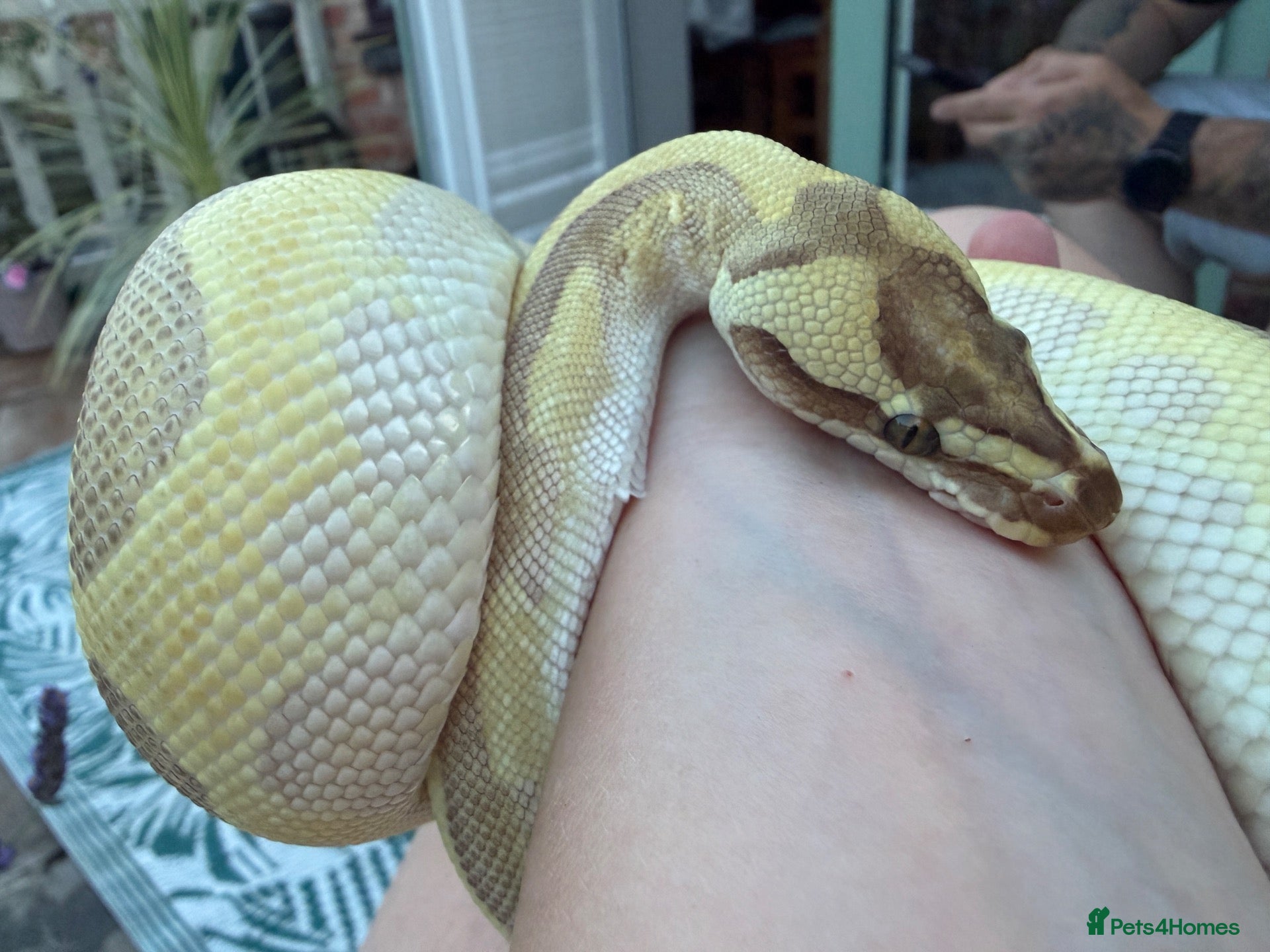 Python Snake reptiles Royal Python - Advert 5