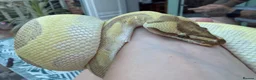 Python Snake reptiles for sale: Royal Python in Stafford - Advert 1