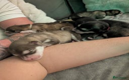 Alaskan Malamute dogs for sale: KC Alaskan malamute puppies champion lines - Image 5