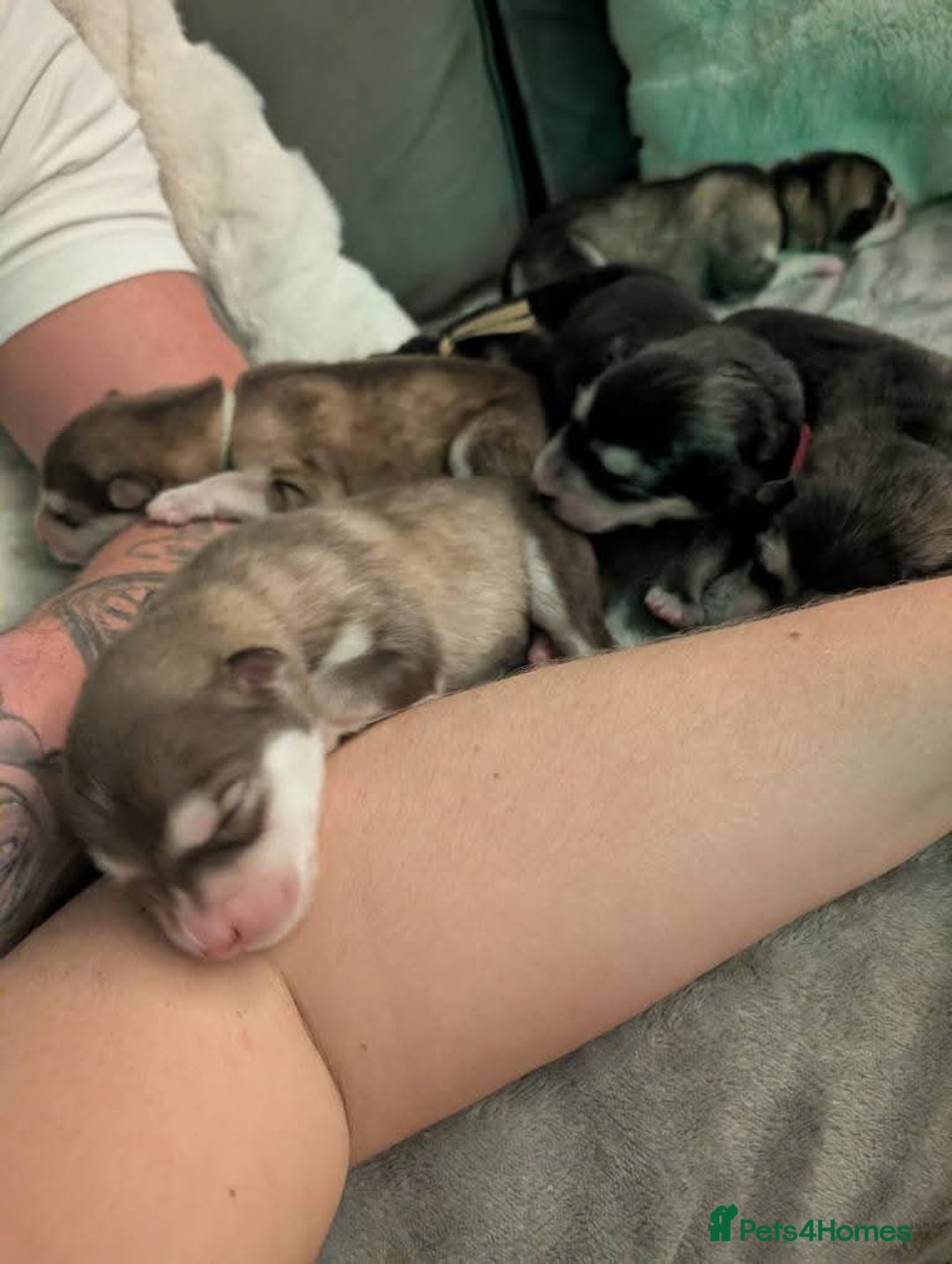 Alaskan Malamute dogs for sale: KC Alaskan malamute puppies champion lines - Image 5