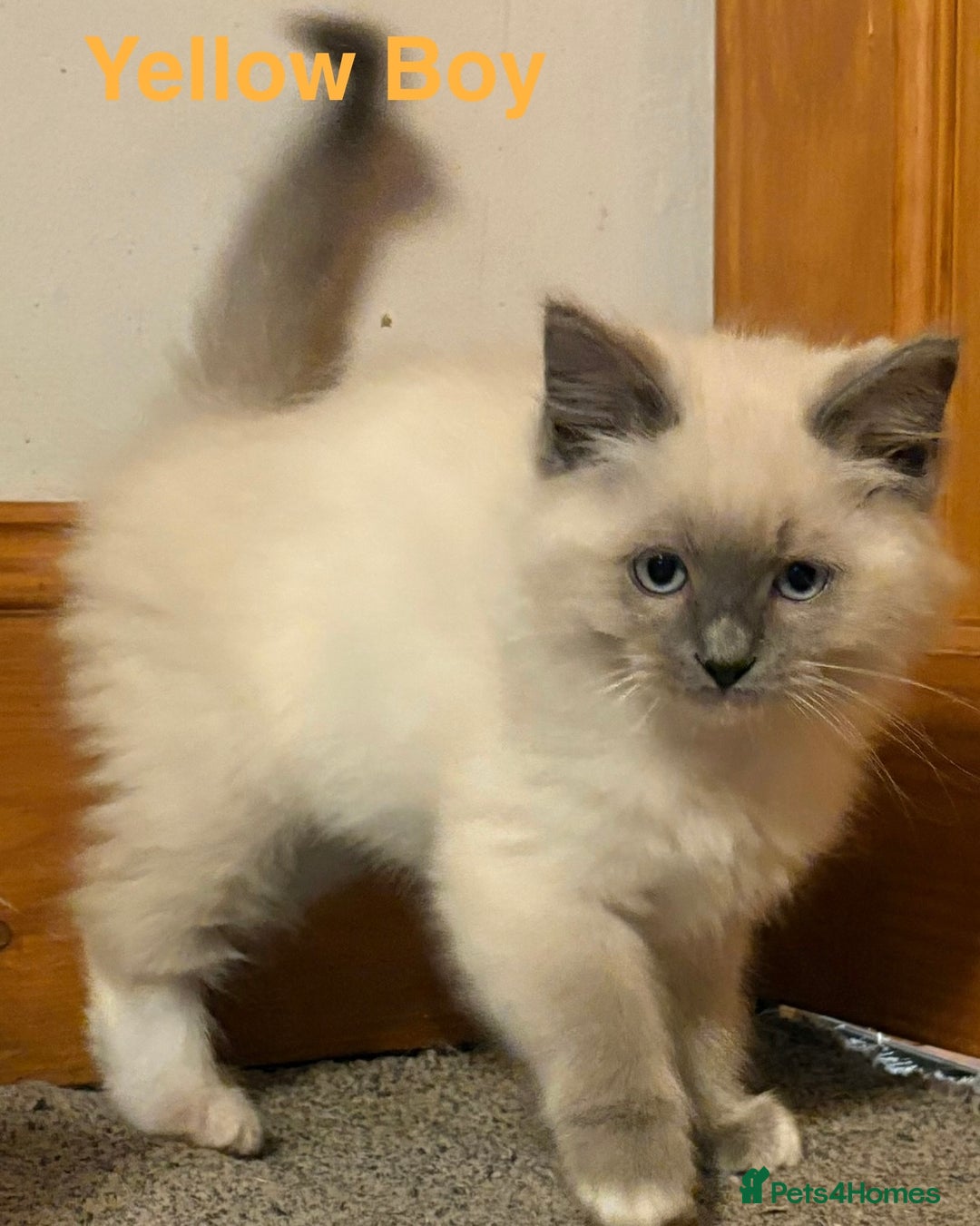 Ragdoll cats for sale: Ragdolls kittens- - Advert 37