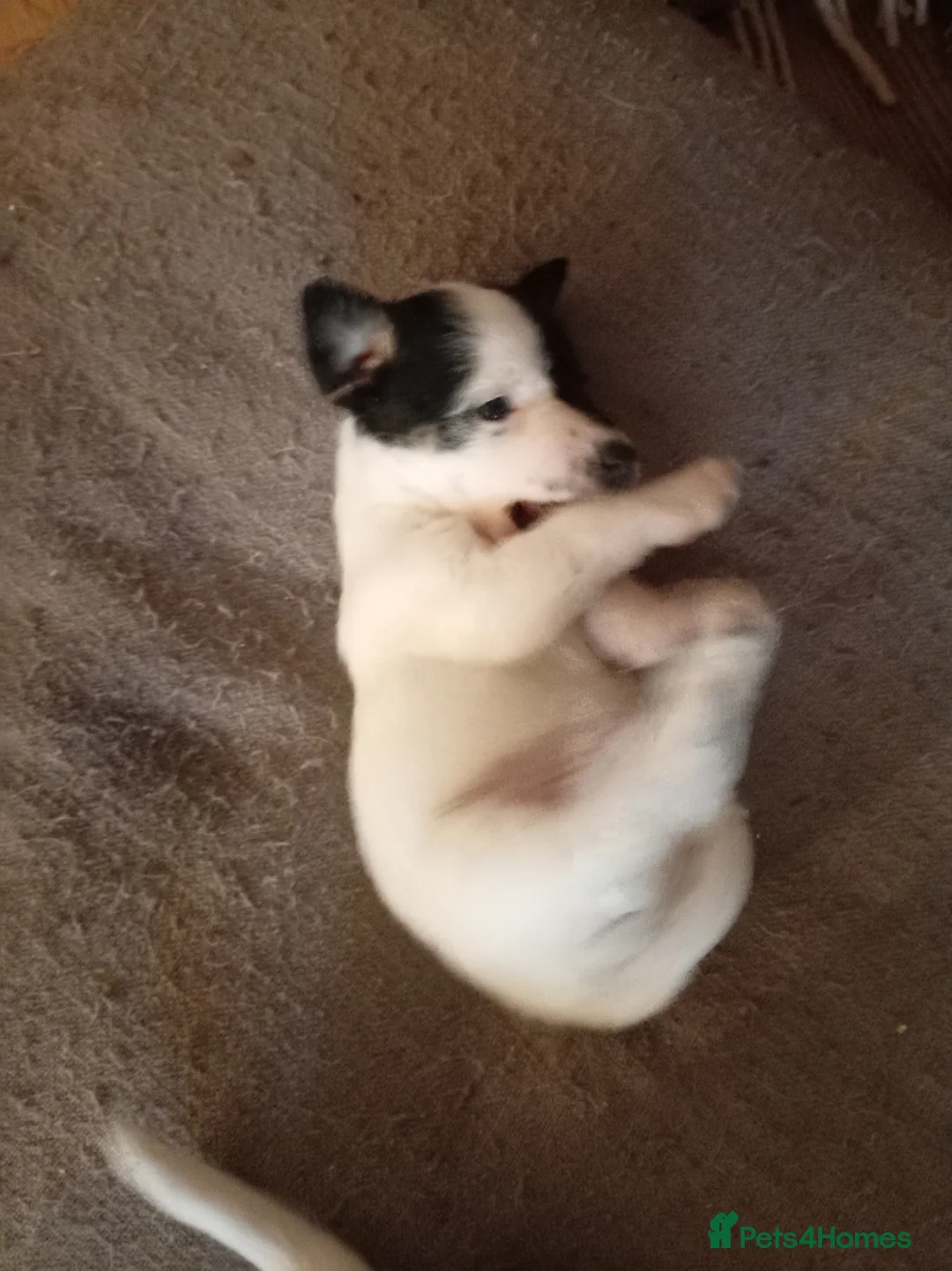 Jack Russell dogs for sale: Jack Russell puppies for sale  - Advert 9