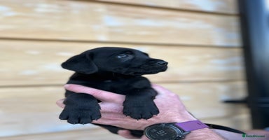 Labrador Retriever dogs Black Labrador puppies, KC reg  - Advert 8