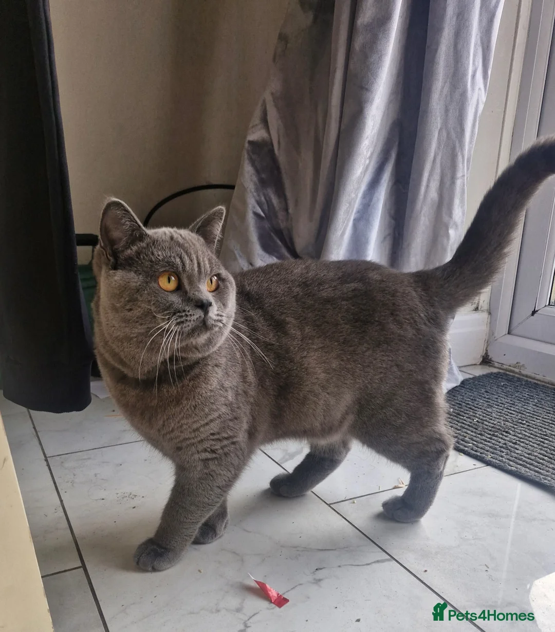 British Shorthair cats for sale: Stunning male british shorthair  - Advert 4