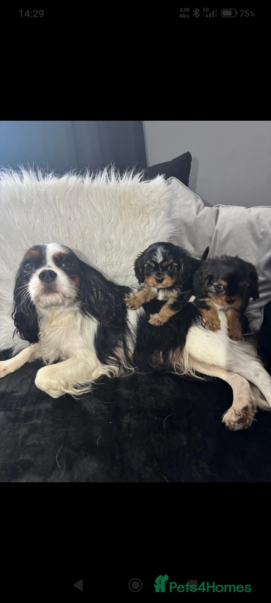 Cavalier King Charles Spaniel dogs for sale: Cavalier King Charles Spaniel in Knottingley - Advert 1