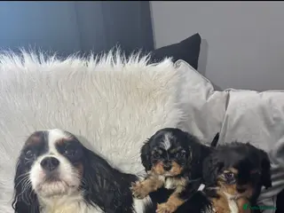 Cavalier King Charles Spaniel dogs Cavalier King Charles Spaniel in Knottingley - Advert 1
