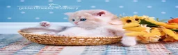 British Shorthair cats for sale: British Shorthairs - Raised with Love and Care ❤️ - Advert 10