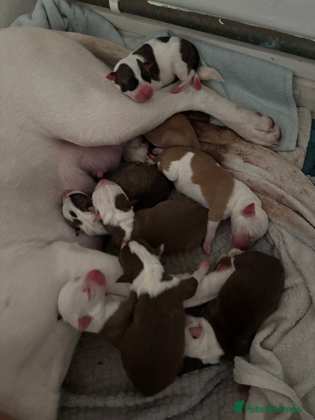 American Bulldog dogs for sale: American bulldog (READY TO GO) - Image 3
