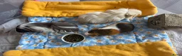 Guinea Pig rodents for sale: 3 bonded female guinea pigs - Advert 3