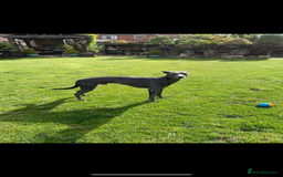 Whippet dogs for sale: 🐾 KC Registered Black Whippet Puppies 🐾 - Image 35