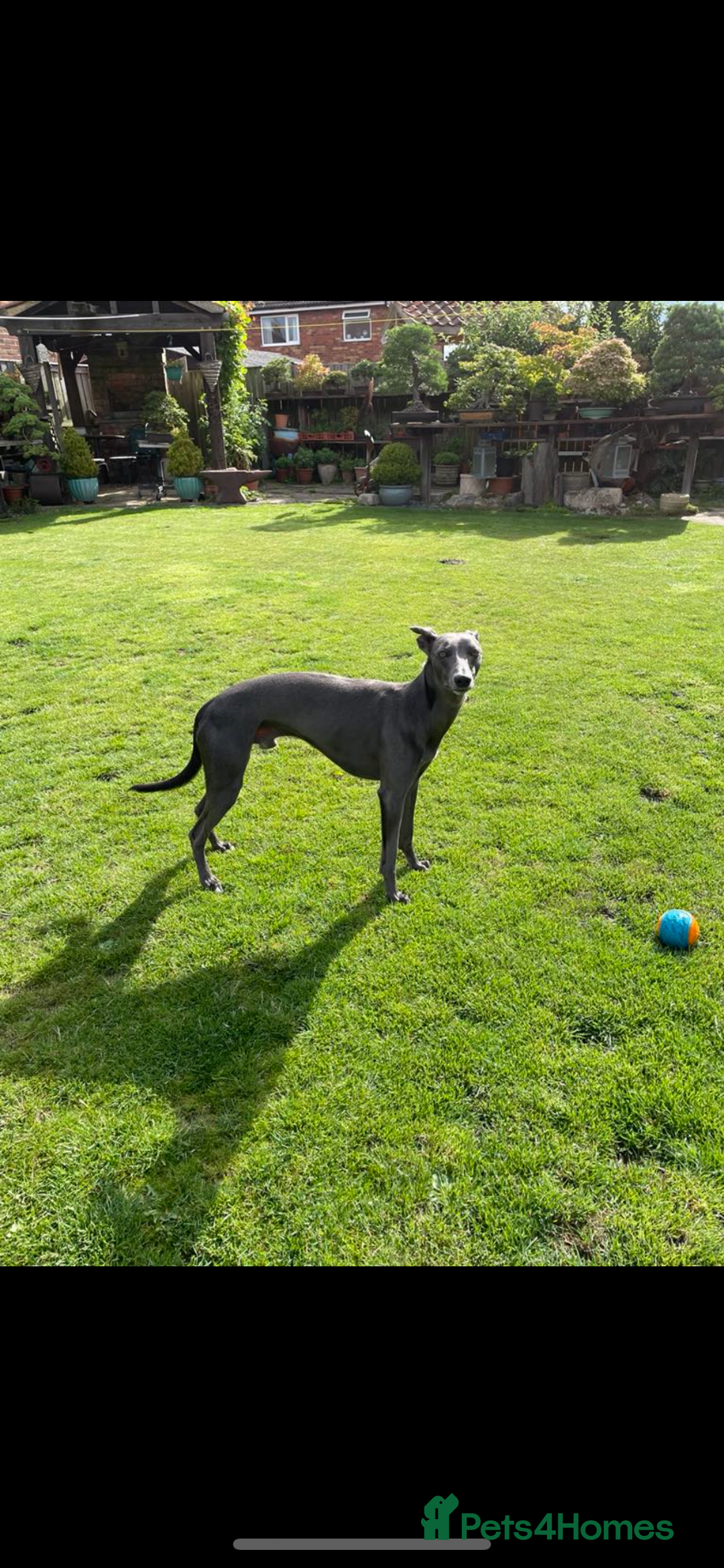 Whippet dogs for sale: 🐾 KC Registered Black Whippet Puppies 🐾 - Image 35
